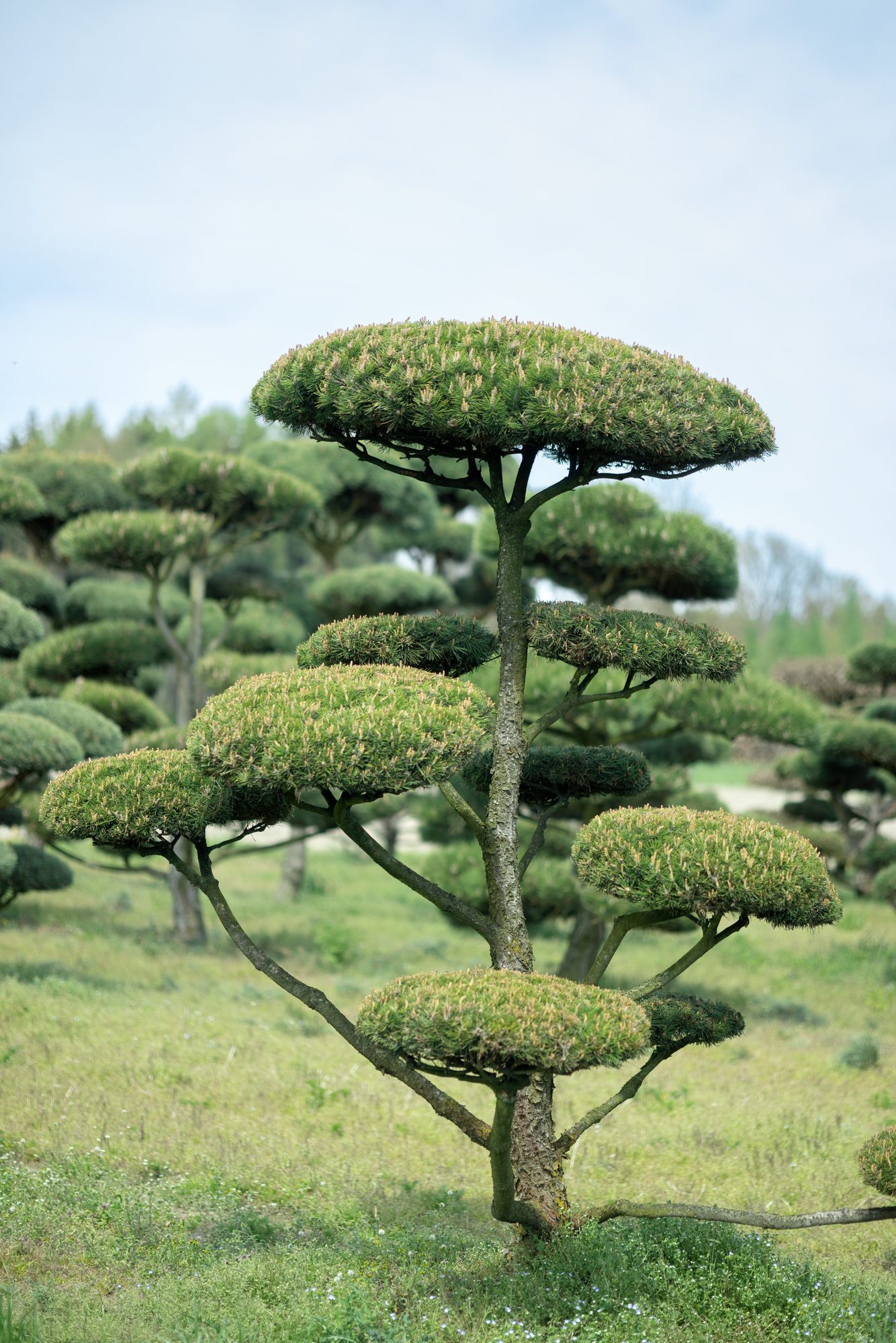 Champ de niwaki, pins formés en plateaux